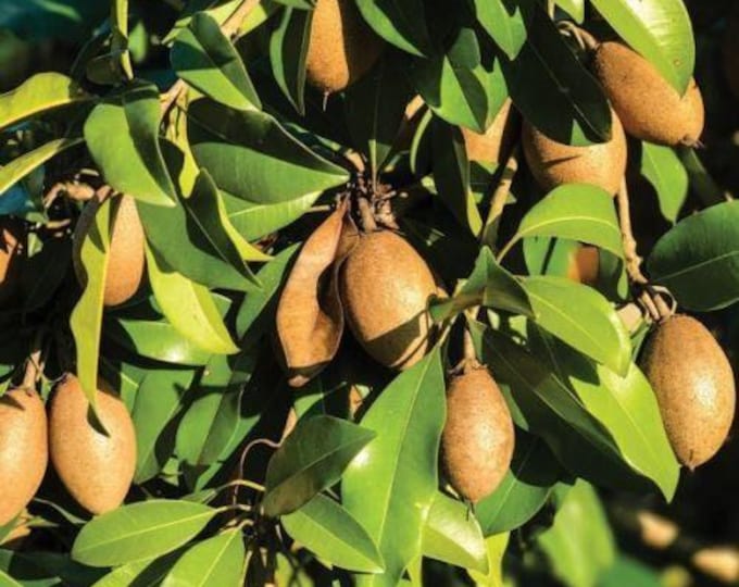 Sapodilla alano - 1 plants - 2 to 3 feet tall - ship in 3 gal pot