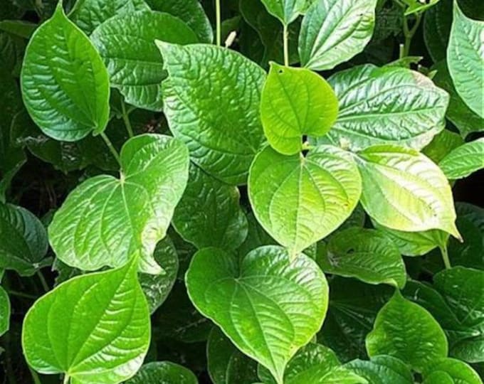 Vietnamese BBQ Leaf - La Lot - Wild Betal Leaf - Multiple Trunks Live Plant