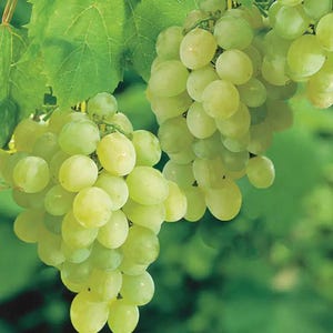 May include: Close-up of two bunches of green grapes with a few green leaves in the background. The grapes are round and plump, with a slightly translucent appearance. The leaves are a vibrant green.
