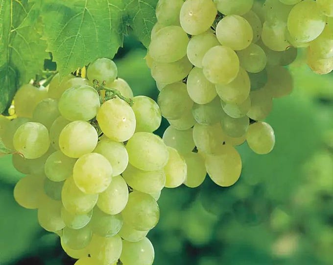 Thompson Seedless grape -  1 plants - 1 feet fall -  ship in 6" pot
