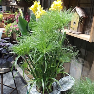 May include: A potted papyrus plant with vibrant green, umbrella-like foliage. The plant is in a decorative marble-patterned pot. Yellow canna lilies and a small wooden birdhouse are visible in the background, suggesting a garden setting.