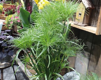 Prince Tut Papyrus Plant - Live Plant, 1 ft Tall (Ships in 6" Pot)