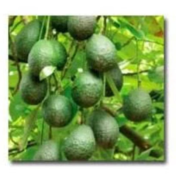 Little Cado Avocado Grafted Tree -  1 Feet Tall - Ship in Plastic Bag