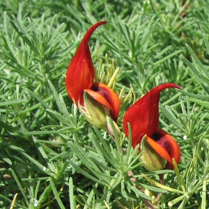 Parrot's Beak - Lotus berthelotii - 1 Plants - Ship in 6"Pot