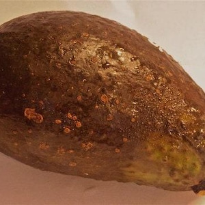 May include: A dark brown avocado with a rough, textured skin. The avocado is slightly bruised and has a few brown spots.