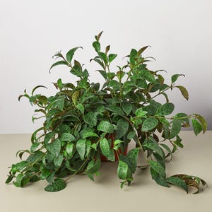 May include: A green houseplant with variegated leaves in a brown pot. The plant has trailing vines and is growing in a pot on a light beige surface.