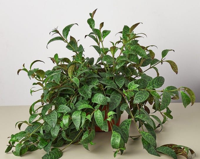Black pagoda  lipstick plant - 6" to 1 feet tall - ship in 6" pot