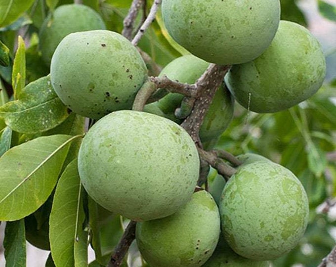 White Sapote  Suebelle - Grafted Tree - 1 Plants - 2  Feet Tall - Ship in 3 Gal Pot