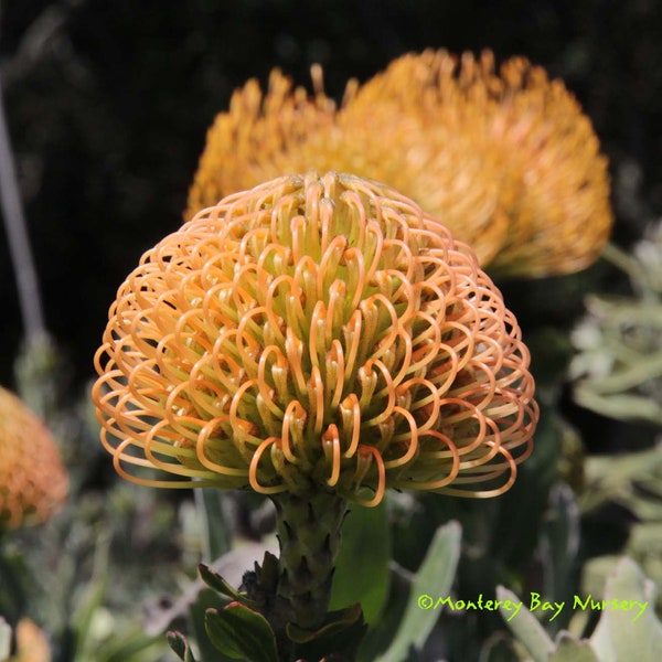 Leucospermum 'California Sunshine'   -  1  Feet Tall - Ship in 3 Gal Pot