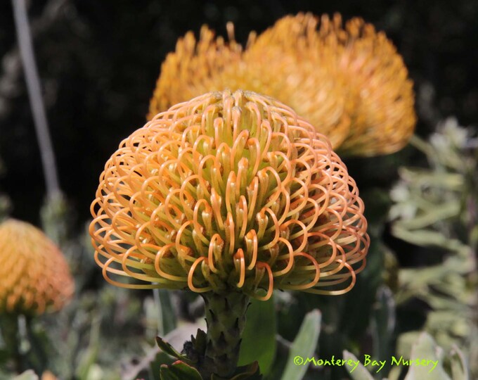 Leucospermum 'California Sunshine'   -  1  Feet Tall - Ship in 3 Gal Pot