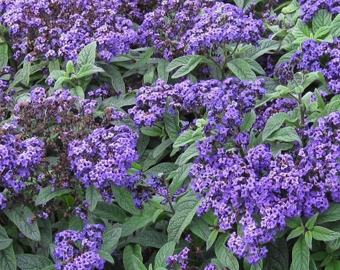 Heliotrope marino blue -  1 plants  -  1 feet tall   - ship in 1 gal pot
