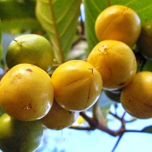 NanceInga - Nanche (Byrsonima crassifolia) - 2 to 3 Feet Tall   - Ship in 3 Gal Pot