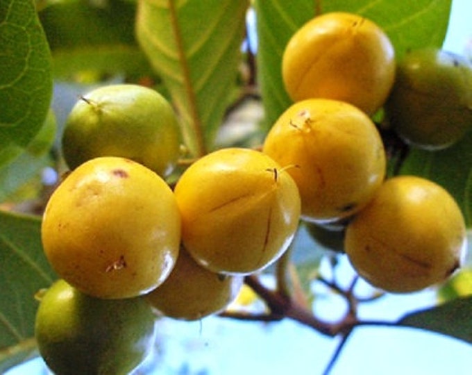 NanceInga - Nanche (Byrsonima crassifolia) - 2 to 3 Feet Tall   - Ship in 3 Gal Pot