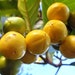 see more listings in the Fruiting section