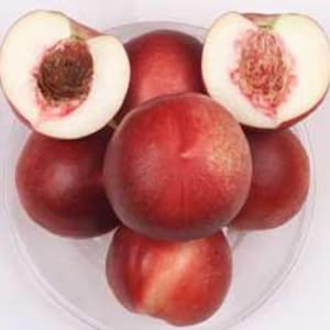 Nectarine Arctic Jay White - 3  feet tall - ship in 3 gal pot