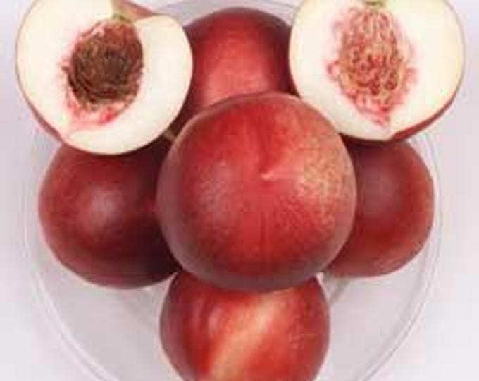 Nectarine Arctic Jay White - 3  feet tall - ship in 3 gal pot