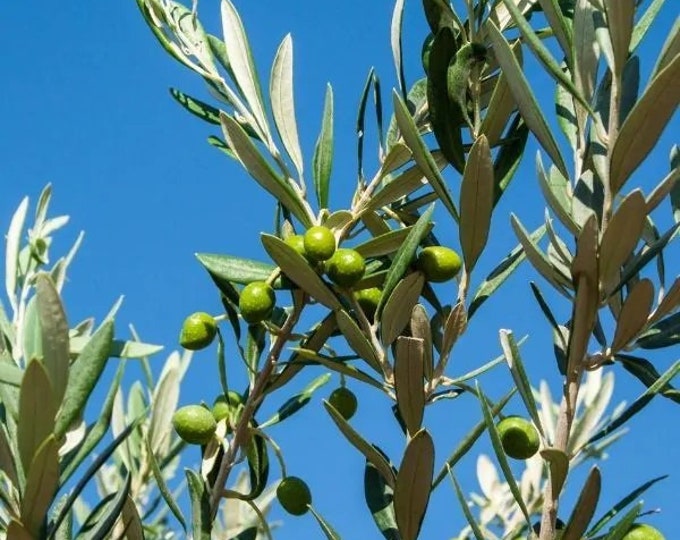 Manzanillo  Olive Tree - 1 Plants -  1 to 2   Feet Tall  -  Ship in Pot