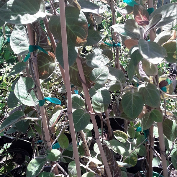 Paederia foetida aka stinkvine aka skunkvine - lá mơ- 1 Plants  1 Feet Tall - Ship in 3" Pot