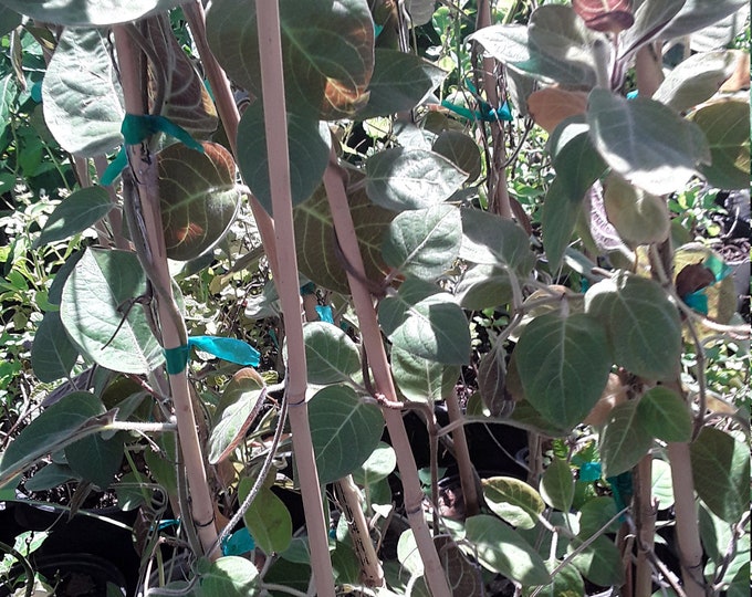 Paederia foetida aka stinkvine aka skunkvine - lá mơ- 1 Plants  1 Feet Tall - Ship in 3" Pot