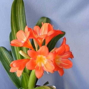 Variegated Fire Lily Clivia miniata 1 Feet Tall Ship in 6 Pot image 1