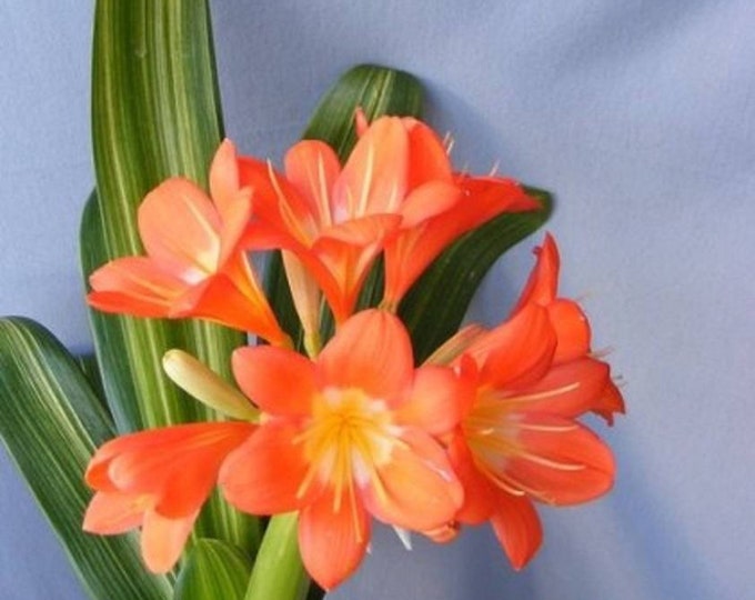 Variegated Fire Lily (Clivia miniata) - 1 Feet Tall - Ship in 6" Pot