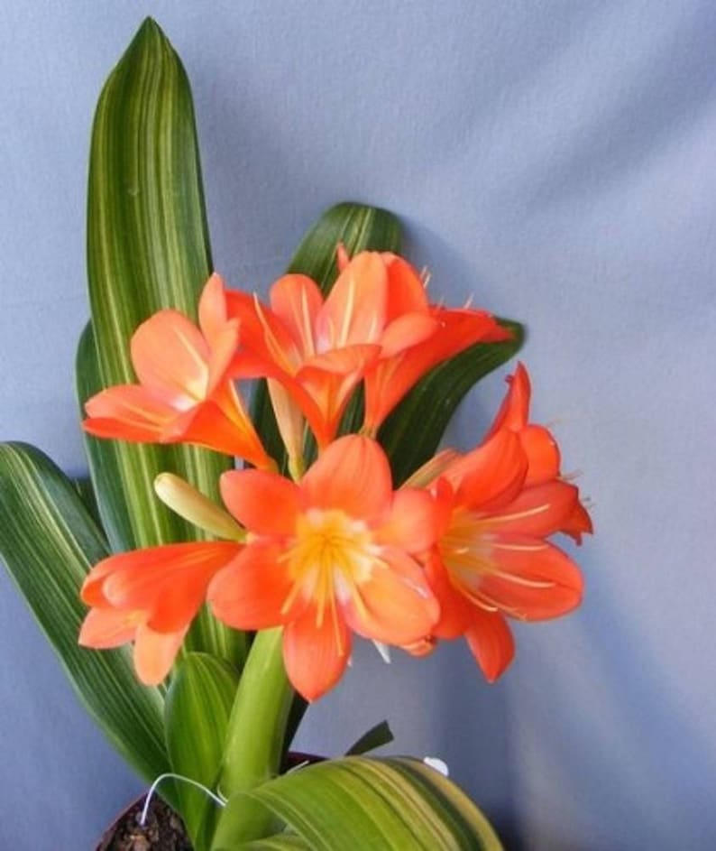 Variegated Fire Lily Clivia miniata 1 Feet Tall Ship in 6 Pot image 1