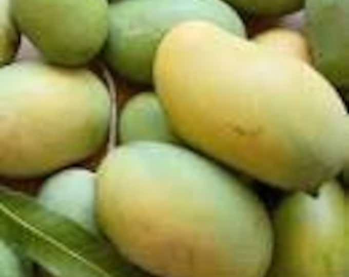 Mallika mango tree   - - 1 feet tall -grafted - ship in 6" pot