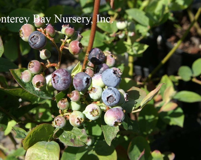 Blueberry  Jubilee-  1 Feet Tall - Ship in 6" Pot