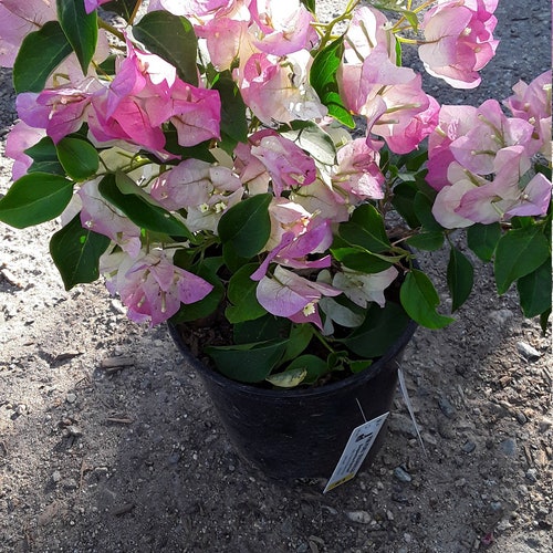 Details about   Well Rooted **PIXIE PINK** Bougainvillea starter/plug plant**SHIPS BARE ROOT** 