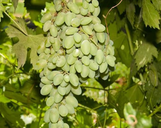 Ladyfinger Seedless Grape -  1 plants - 1 feet fall -  ship in 6" pot