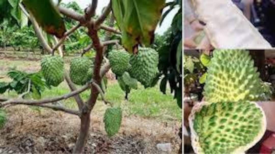 Na Sầu Riêng Giant Sugar Apple 1 Feet Tall Grafted Etsy