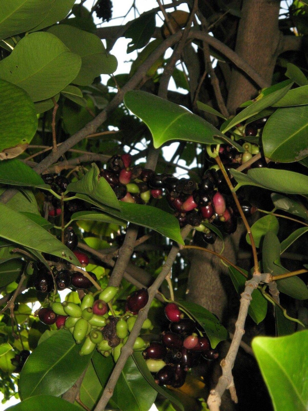 Duhat Fruit Trái Trâm 1 to 2 Feet Tall Ship in 1 Gal Pot - Etsy