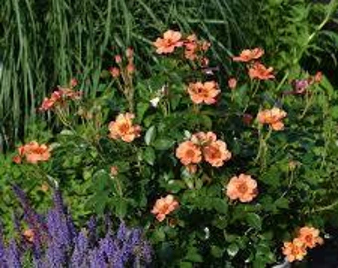 Rose Flower Carpet Peach - 2 feet tall - ship in 6" pot