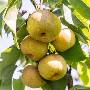 May include: Close-up of a branch of a pear tree with five ripe, yellow pears hanging from it.