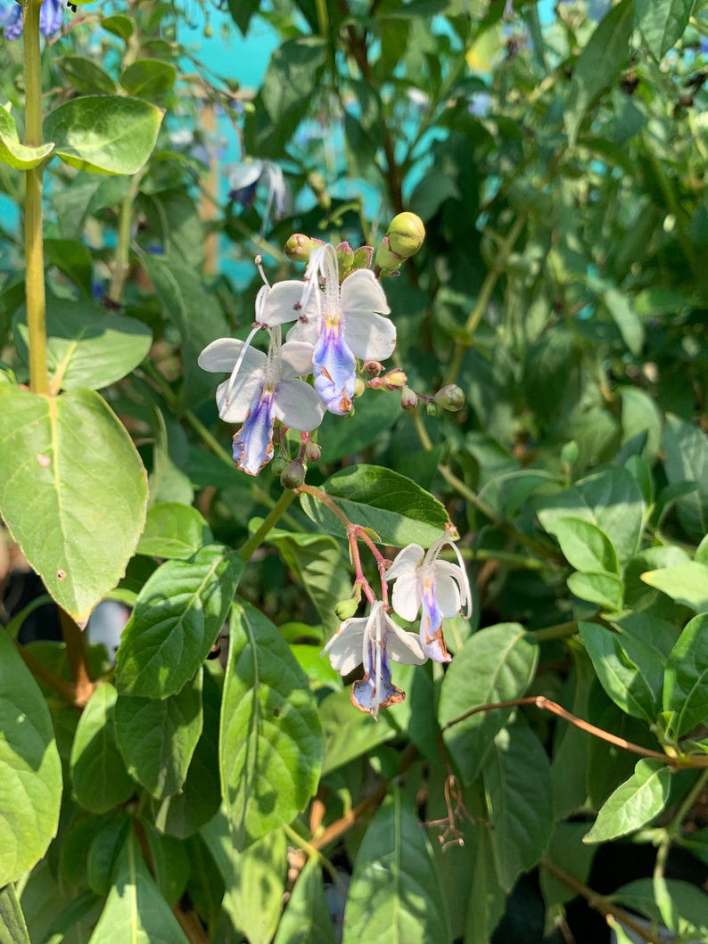 StylabBeauty Clerodendrum ugandense