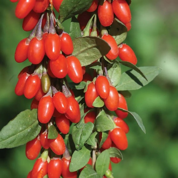 Goji Berry-  1 to 2  Feet Tall - Ship in Pot