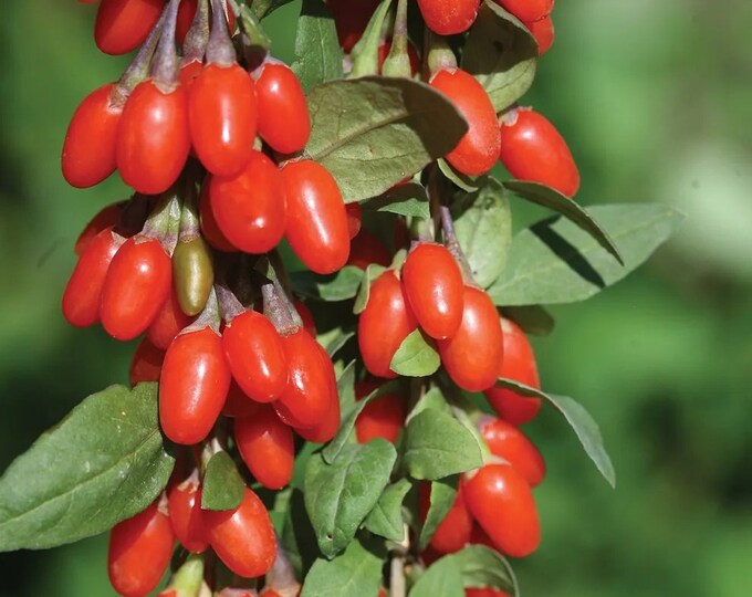 Goji Berry-  1 to 2  Feet Tall - Ship in Pot