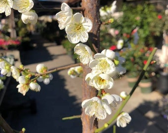 Shiro Kaga  Ume Flowering apricot  -  2 to 3  Feet Tall - Ship in  Pot