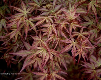 Acer Palmatum - 1 Plant - 1 Feet Tall - Ship in 6" Pot