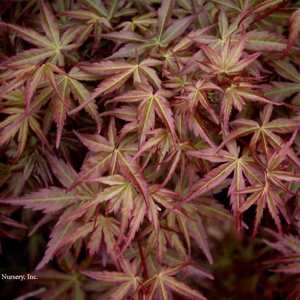 Acer Palmatum - 1 Plant - 1 Feet Tall - Ship in 6" Pot