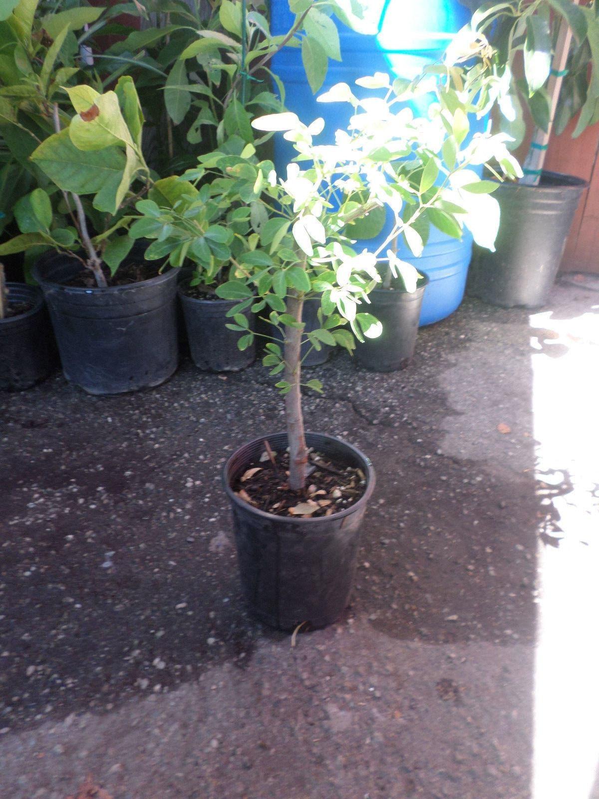 Guamuchil pithecellobium dulce - 1 plant -  2 to 3  feet tall - ship in 3 gal pot