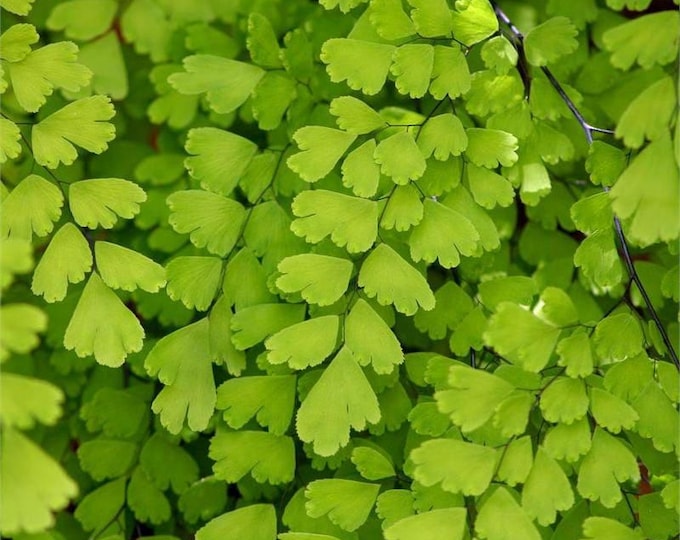 Southern maidenhair fern - 1 plants  - 4" to 6" long  - ship in 3" pot