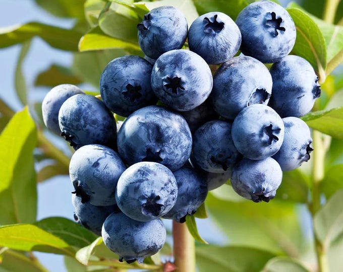 Sharpblue southern highbush blueberry -  1 feet tall - ship in 6" pot