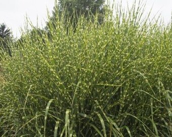 Zebra grass - Miscanthus sinensis 'Zebrinus' - 1 Feet Tall - Ship 6" Pot