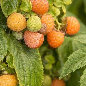 May include: Close-up of a branch of a raspberry bush with ripe yellow and orange raspberries. The raspberries are growing on a green stem with green leaves.