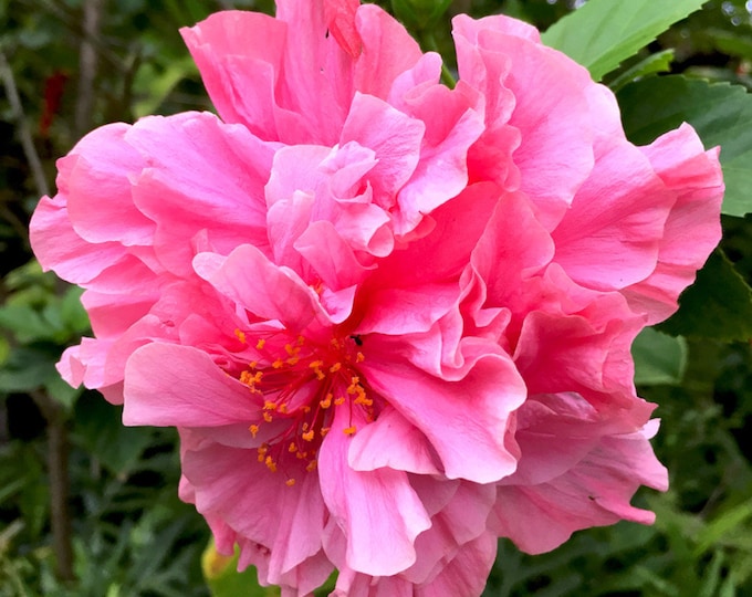 Hibiscus Kona - 1 Feet Tall - Ship in 6" Pot