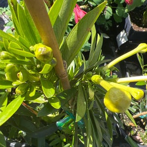 May include: A close-up of a green plant with yellow flower buds. The plant is tied to a bamboo stake and is growing in a pot.