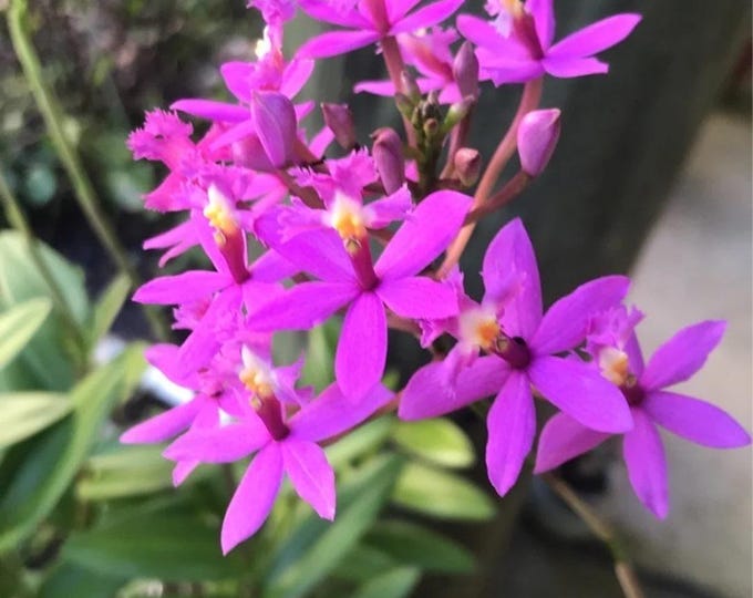 Epidendrum Hybrid Rose orchid plants - 6" to 1 feet tall - ship in 3" pot