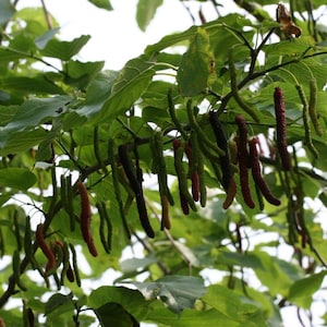May include: A close-up of a mulberry tree branch with ripe, dark purple mulberries hanging from the branches. The mulberries are clustered together and some are starting to turn red.