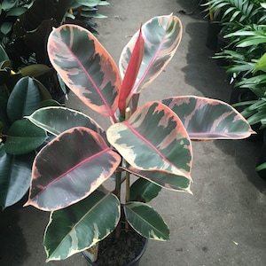 May include: A potted rubber tree plant with variegated leaves in shades of green, pink, and cream. The leaves are large and have a glossy finish.